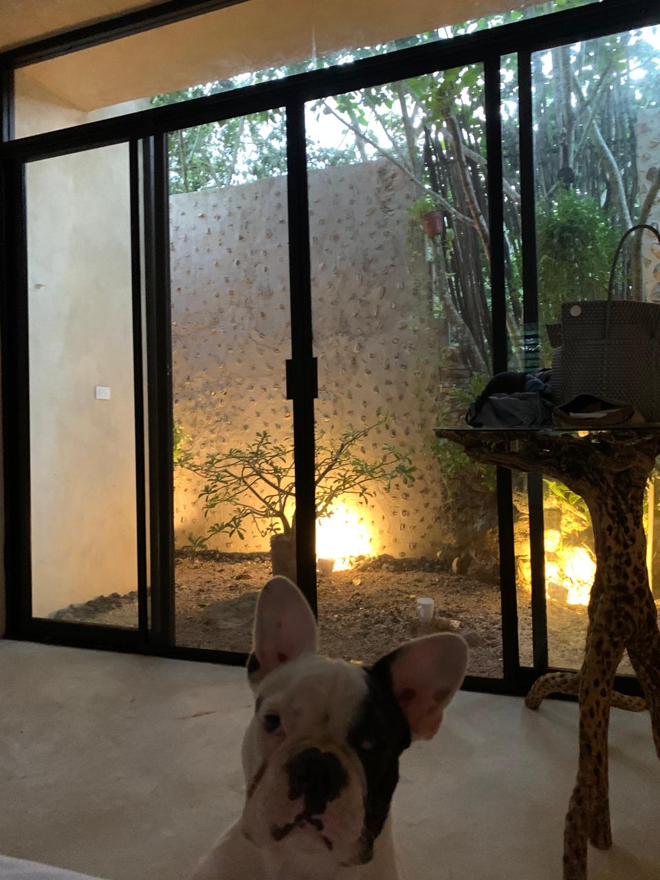 Patio exterior con vegetación, iluminación cálida y un perro bulldog francés en primer plano.