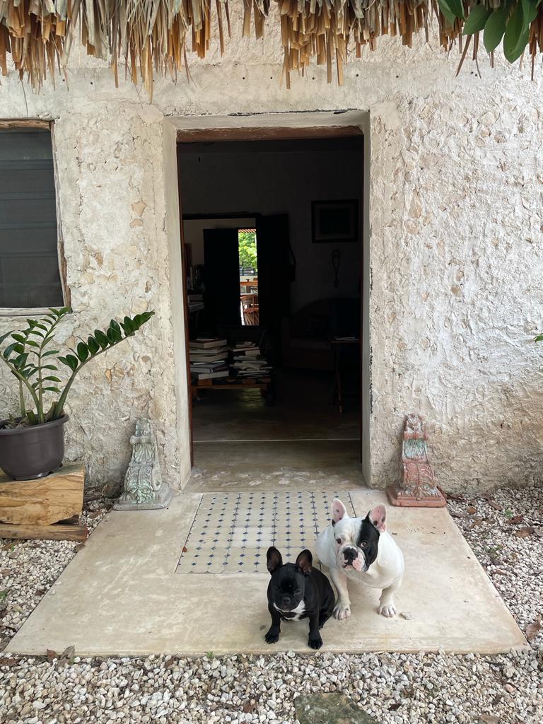 Dos perros bulldog francés en la entrada de una casa rústica con techo de paja.